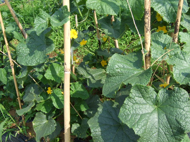 野菜畑（実のなる野菜）_b0137932_21474019.jpg