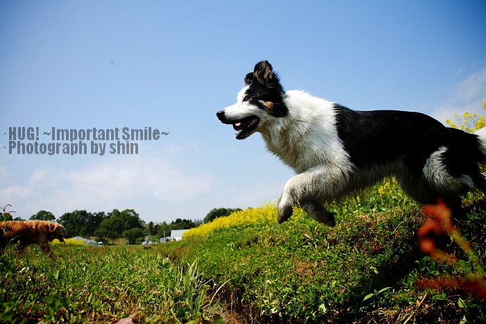 Smiling Dogs_c0158736_21482224.jpg