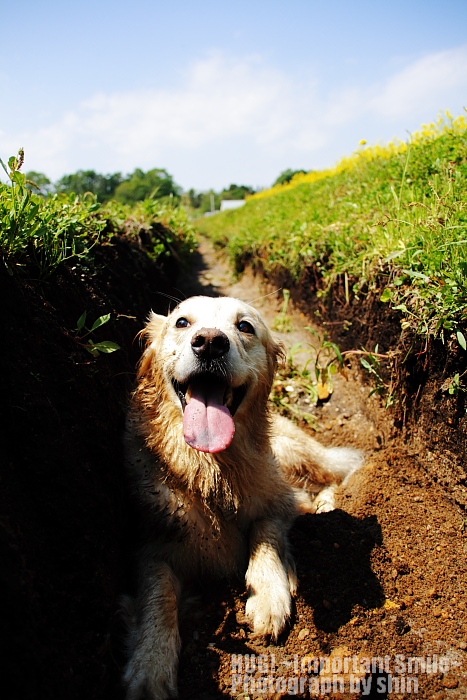 Smiling Dogs_c0158736_21584896.jpg