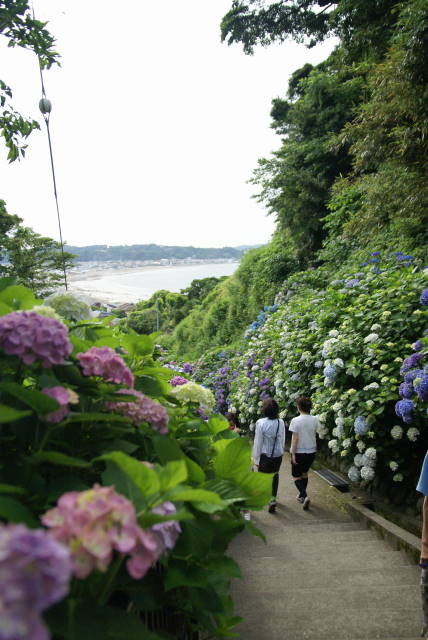 鎌倉紫陽花散歩道・・♪_b0117437_11442058.jpg