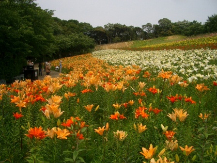 加茂花菖蒲園_c0025140_18532096.jpg