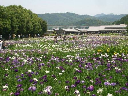 加茂花菖蒲園_c0025140_188320.jpg