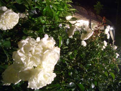 c0144340_21365618.jpg