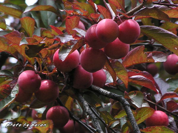 早くも山田池公園の木々には若い果実が出来ています。_c0137342_8471112.jpg