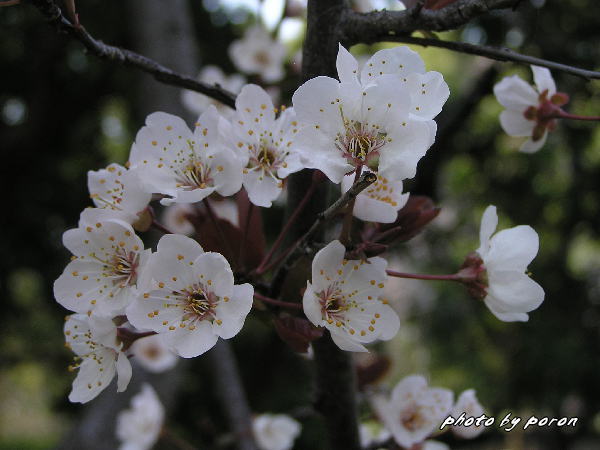 早くも山田池公園の木々には若い果実が出来ています。_c0137342_91186.jpg