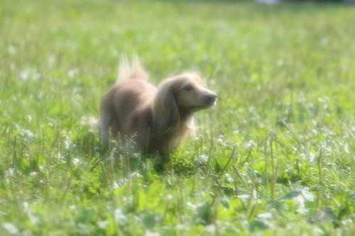 Dog 私 2人の写真 走る犬編 ペット撮影カメラマンの犬写真 フリーペーパー 犬の写真集 Dog 私 2人の写真 走る犬編 ペット撮影カメラマンの犬写真 フリーペーパー 犬の写真集