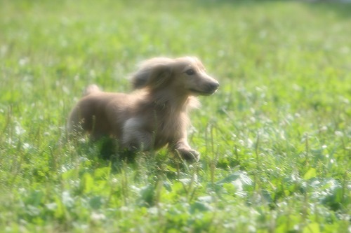 Dog 私 2人の写真 走る犬編 ペット撮影カメラマンの犬写真 フリーペーパー 犬の写真集 Dog 私 2人の写真 走る犬編 ペット撮影カメラマンの犬写真 フリーペーパー 犬の写真集