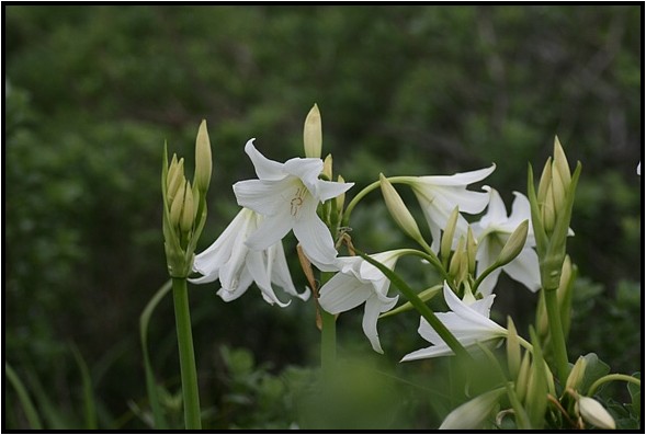 伊良湖岬に咲く花　Ⅰ_e0091347_182236.jpg