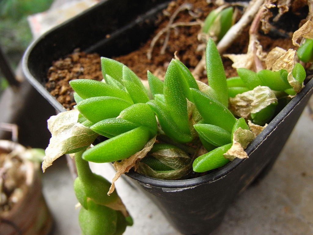 Sceletium tortuosum_b0029648_20364391.jpg