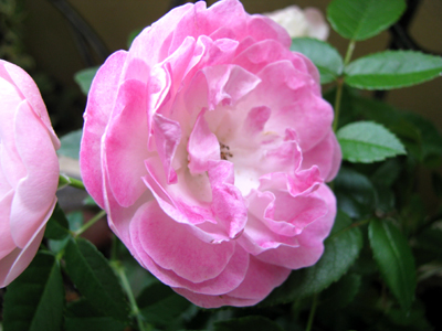 d0084750_1057261.jpg