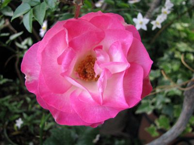 d0084750_1145559.jpg