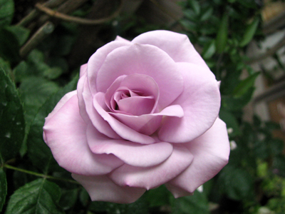 d0084750_1154526.jpg