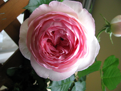 d0084750_1185154.jpg
