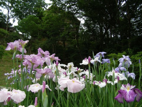 梅雨間に満開花菖蒲を楽しむ_f0043750_19482564.jpg