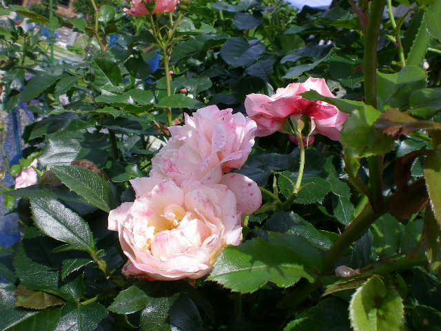 6月15日(日)房総ライフに載りました~!_f0060461_2214547.jpg