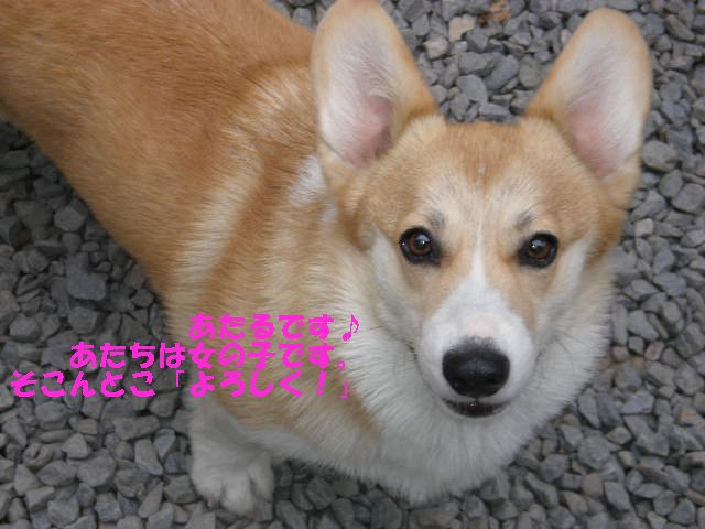 a0085464_21505734.jpg