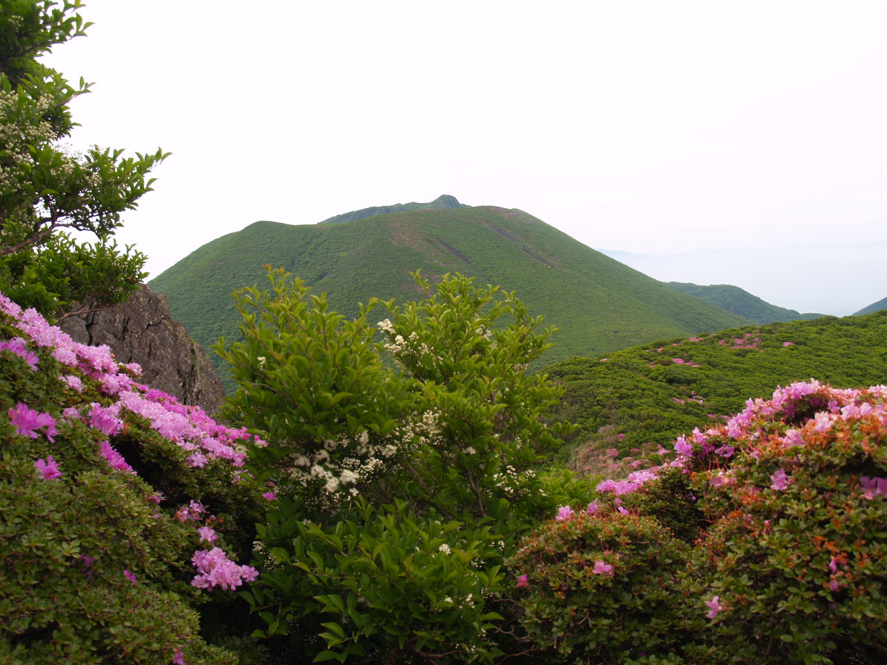 平治のミヤマキリシマと大戸越のオオヤマレンゲ_f0016066_19272682.jpg