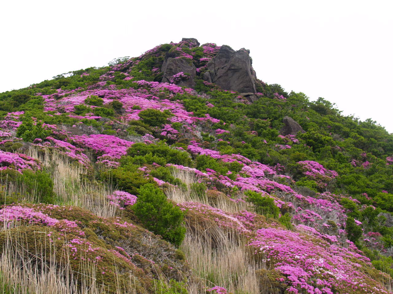 平治のミヤマキリシマと大戸越のオオヤマレンゲ_f0016066_1933793.jpg