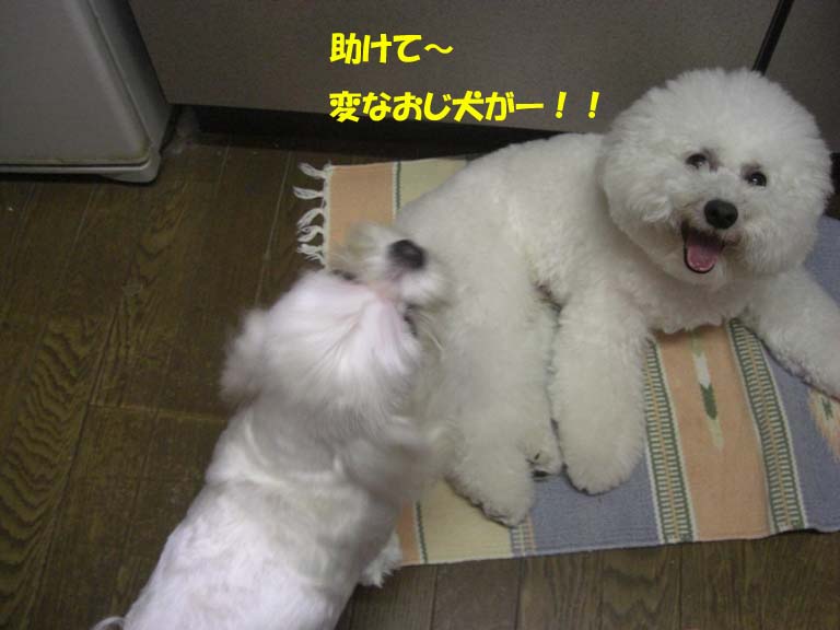 変なおじ犬_b0060071_231733.jpg