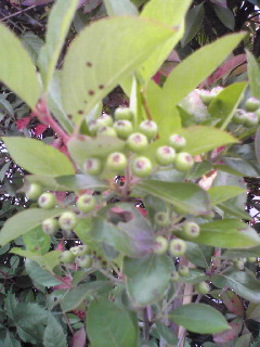 f0145976_18342117.jpg