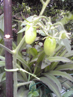 f0145976_18481556.jpg