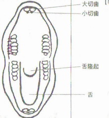 ウサギ 歯の スパイク を削る キリの歯ぎしり 隣の芝生は青かった