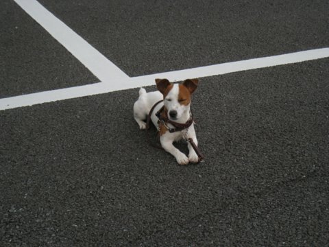 いつも緑の公園で遊べるわけじゃない_d0038083_2124133.jpg