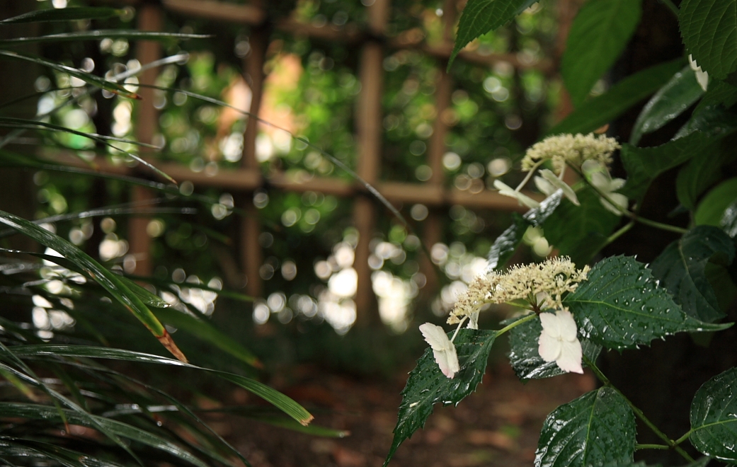 紫陽花の花・・・_e0143590_1728715.jpg