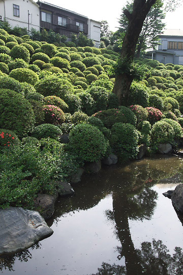 根津神社_f0003598_8595778.jpg