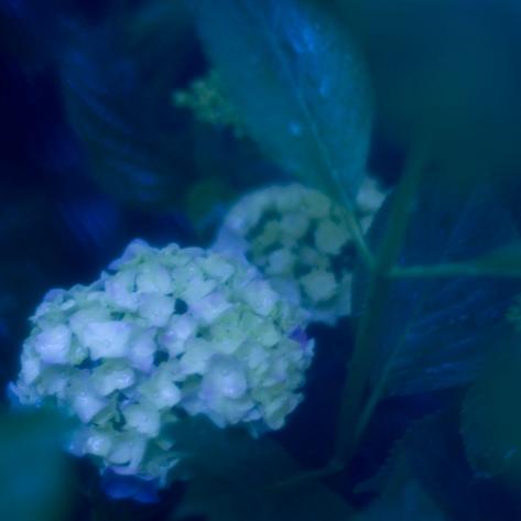 紫陽花(2)_f0155808_23521770.jpg