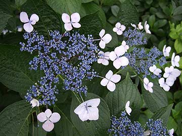 雫をたたえてうるうるです。紫陽花が見ごろ「住吉自然公園」_f0059014_22454059.jpg