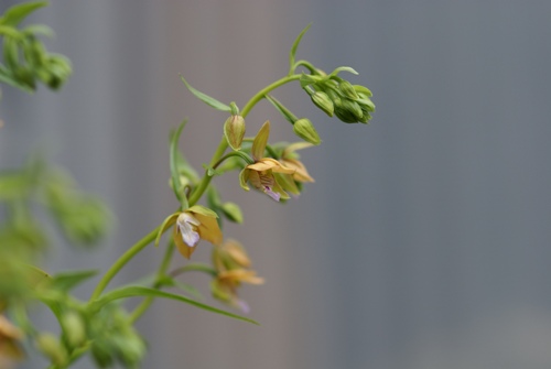 梅雨時の花・・・_c0042418_18232173.jpg