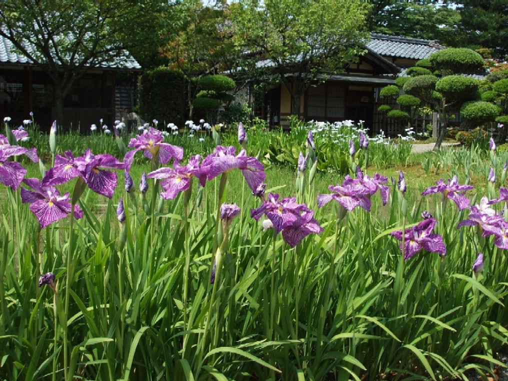 花めぐり☆_e0135219_1985751.jpg