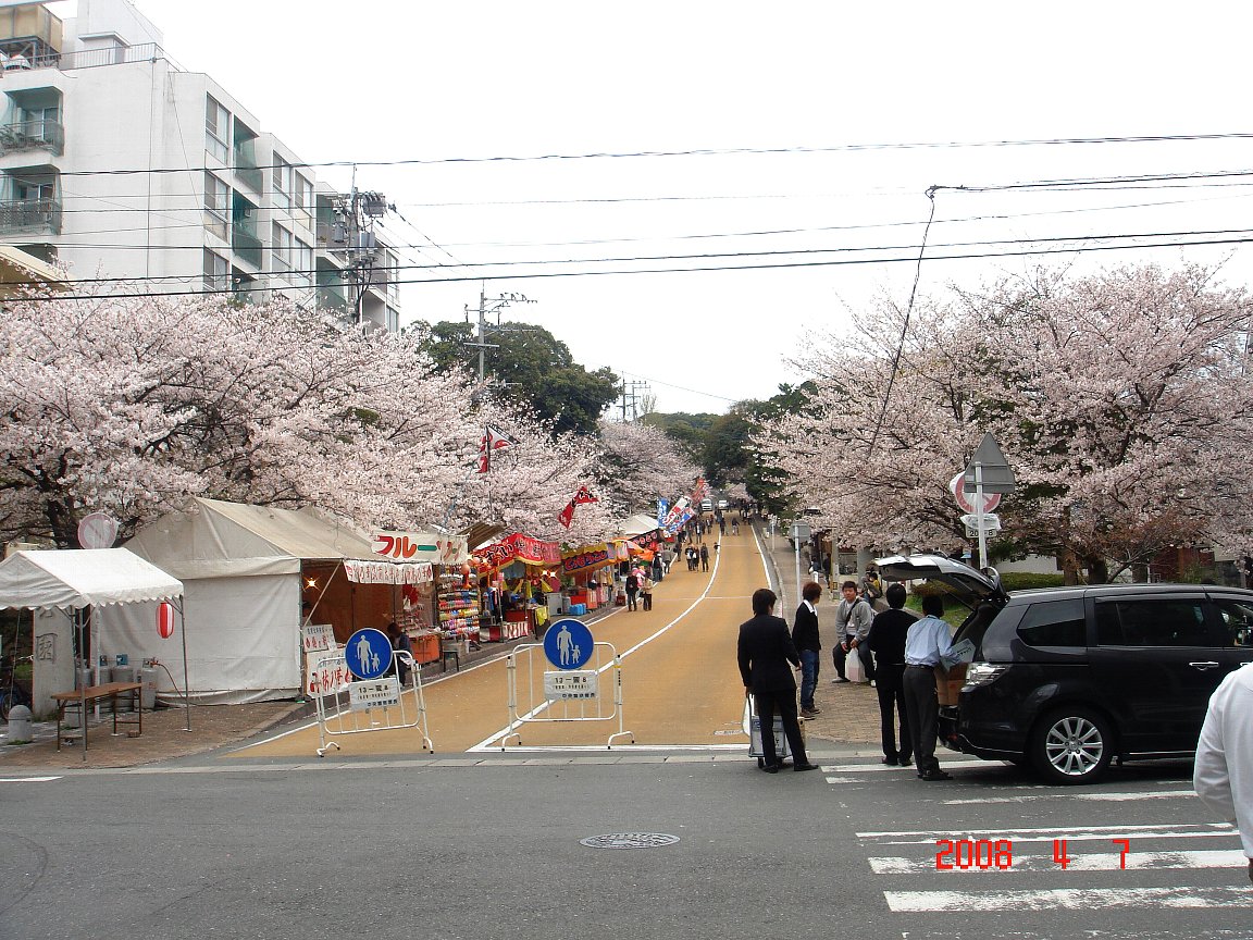 番外　桜の福岡城_e0131720_1913694.jpg