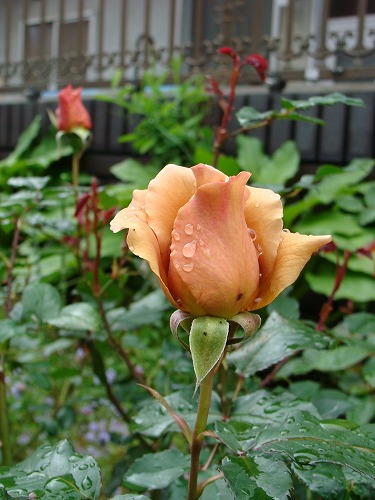 f0170524_11312153.jpg