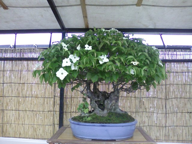 ヤマボウシの盆栽 ヤマボウシの盆栽