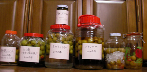 梅その後他_c0077531_12561399.jpg