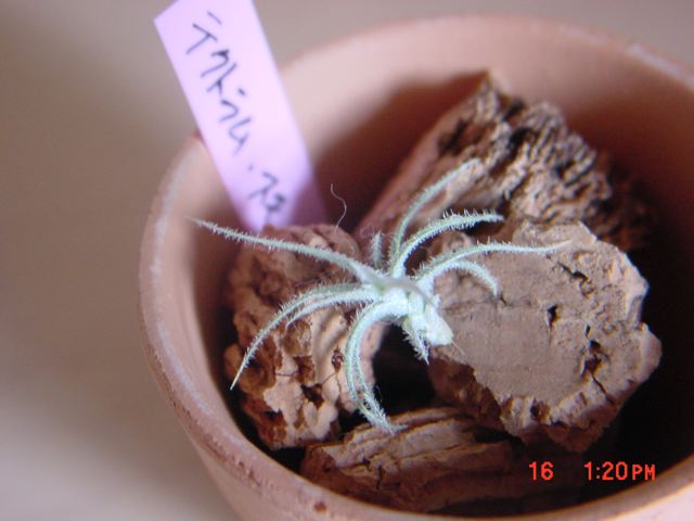 T.tectrum var. スモール丸?_b0078238_13233065.jpg