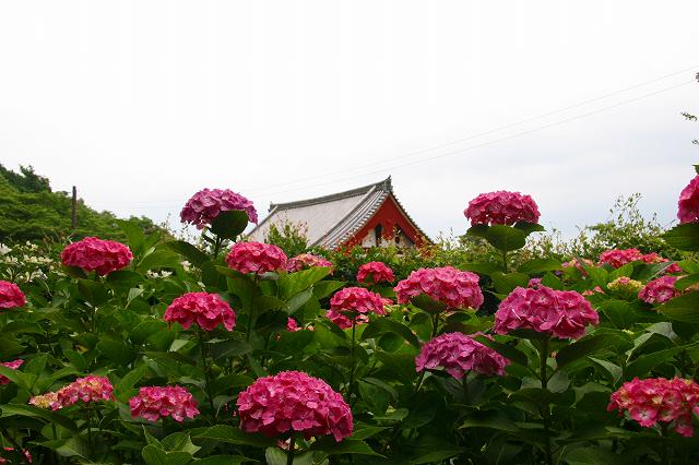 ６月１５日矢田寺（奈良）_c0115938_21381251.jpg