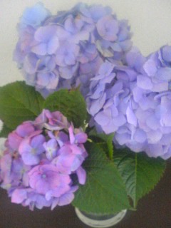 紫陽花_f0044846_14205276.jpg
