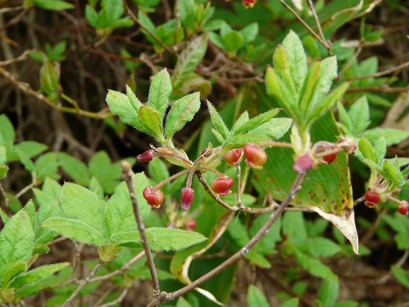 d0041158_10501713.jpg