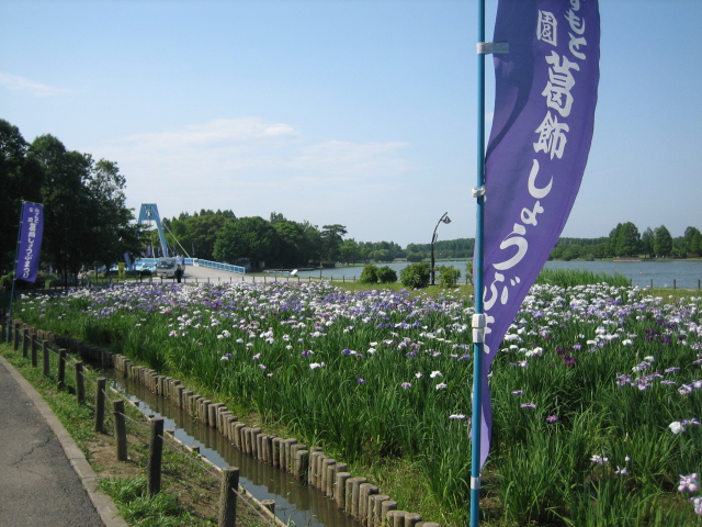 葛飾菖蒲祭り_f0148563_20462028.jpg