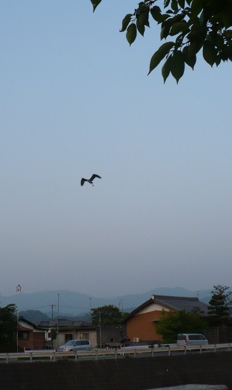 2008年6月16日（月）　芹川ケヤキ道_a0063364_21491065.jpg