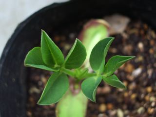 落花生の定植とコンパニオンプランツ_e0024364_2093872.jpg