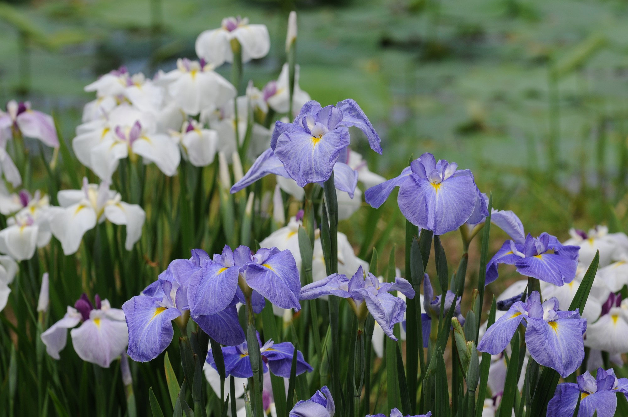 佐原水生植物園－花菖蒲再び_e0071178_20395071.jpg