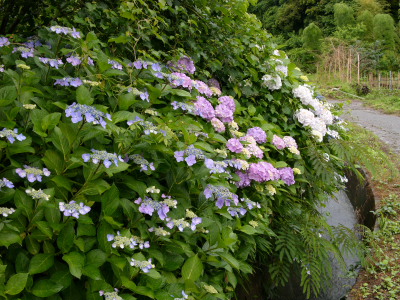 c0152779_1374351.jpg