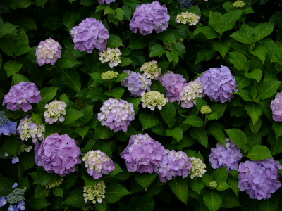 c0152779_138567.jpg