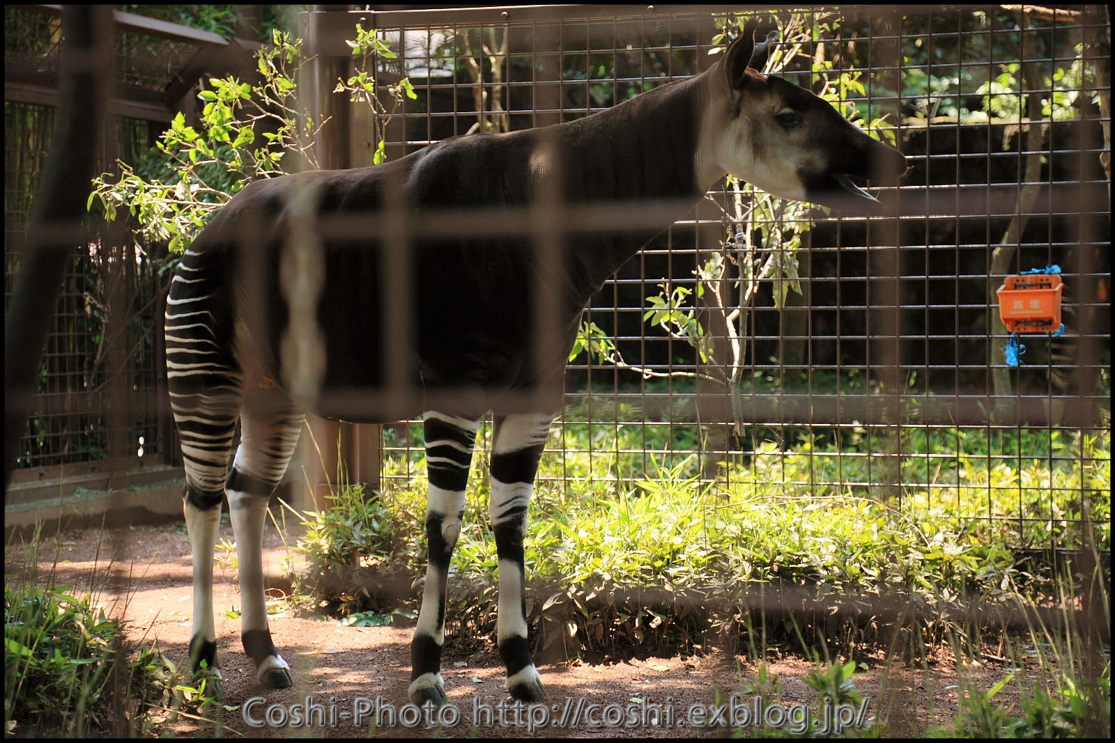 上野動物園でいっぱい撮りました・その１_a0110096_1433842.jpg