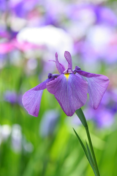 紫陽花と花菖蒲_c0044199_11171847.jpg