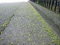 e0122199_1550988.jpg